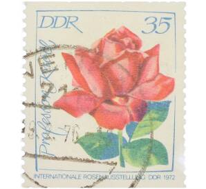 Почтовая марка 35 пфеннигов 1972 года Германия (ГДР) «Международная выставка роз в Эрфурте — Роза Кнолля» — Фото №1