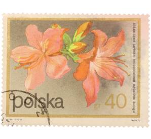 Почтовая марка 40 грошей 1972 года Польша «Цветы — Рододендрон японский (Rhododendron japonicum)» — Фото №1