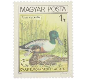 Почтовая марка 1 форинт 1980 года Венгрия «Anas clypeata — Широконоска» — Фото №1