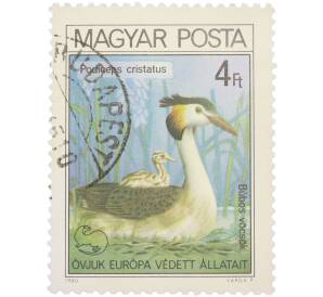 Почтовая марка 4 форинта 1980 года Венгрия «Podiceps cristatus — Большая поганка или чомга» — Фото №1