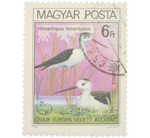 Почтовая марка 6 форинтов 1980 года Венгрия «Himantopus himantopus — Ходулочник» — Фото №1