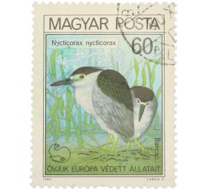Почтовая марка 60 филлеров 1980 года Венгрия «Nycticorax nycticorax — Кваква обыкновенная» — Фото №1