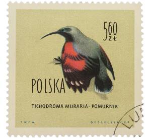Почтовая марка 5.60 злотых 1960 года Польша «Птицы — Стенолаз» — Фото №1