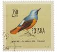 Почтовая марка 2.50 злотых 1960 года Польша «Птицы — Пестрый каменный дрозд» (Артикул: K12-92112) — Фото №1