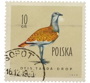 Почтовая марка 10 грошей 1960 года Польша «Птицы — Дрофа» — Фото №1