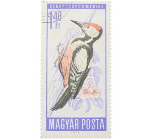 Почтовая марка 1.40 форинта 1966 года Венгрия «Птицы — Средний пестрый дятел» — Фото №1