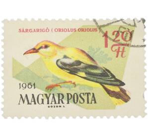 Почтовая марка 1.20 форинта 1961 года Венгрия «Птицы — Иволга» — Фото №1