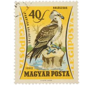 Почтовая марка 40 филлеров 1962 года Венгрия «Птицы — Скопа» (Авиапочта)