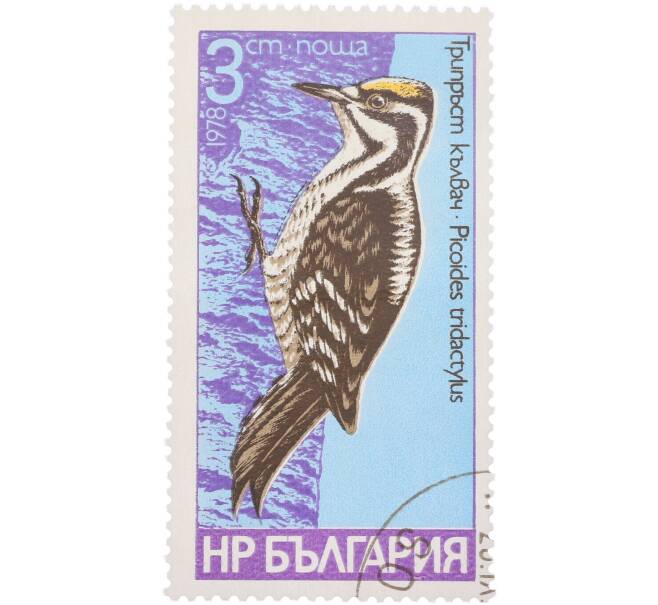 Почтовая марка 3 стотинки 1978 года Болгария «Птицы — Трехпалый дятел» (Артикул: K12-92987) — Фото №1