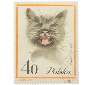 Почтовая марка 40 грошей 1964 года Польша «Кошки — Европейская короткошерстная кошка» — Фото №1