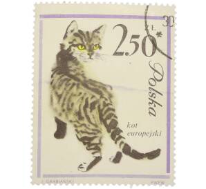 Почтовая марка 2.50 злотых 1964 года Польша «Кошки — Европейская короткошерстная кошка» — Фото №1