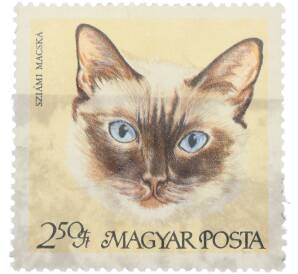 Почтовая марка 2.50 форинта 1968 года Венгрия «Породы кошек — Сиамская кошка» — Фото №1