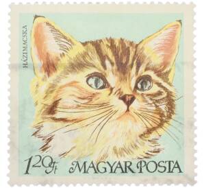 Почтовая марка 1.20 форинта 1968 года Венгрия «Породы кошек — Домашняя кошка» — Фото №1