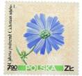 Почтовая марка 7.90 злотых 1967 года Польша «Лекарственные растения — Цикорий обыкновенный» (Артикул: K12-93063) — Фото №1