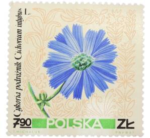 Почтовая марка 7.90 злотых 1967 года Польша «Лекарственные растения — Цикорий обыкновенный» — Фото №1