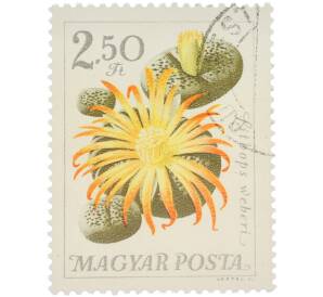 Почтовая марка 2.50 форинта 1962 года Венгрия «Водные растения — Литопс» — Фото №1