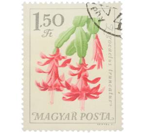 Почтовая марка 1.50 форинта 1962 года Венгрия «Водные и растения — Зигокактус усеченный» — Фото №1
