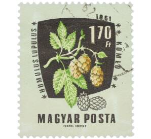 Почтовая марка 1.70 форинта 1961 года Венгрия «Лекарственные растения — Хмель обыкновенный» — Фото №1