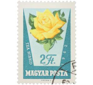 Почтовая марка 2 форинта 1962 года Венгрия «Розы — Чайно-гибридная роза» (Авиапочта) — Фото №1