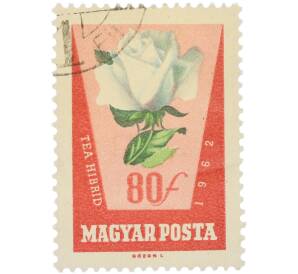 Почтовая марка 80 филлеров 1962 года Венгрия «Розы — Чайно-гибридная роза» (Авиапочта) — Фото №1