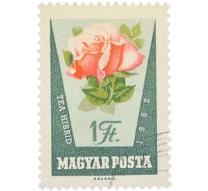Почтовая марка 1 форинт 1962 года Венгрия «Розы — Чайно-гибридная роза» (Авиапочта) — Фото №1