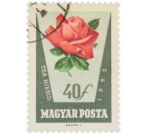 Почтовая марка 40 филлеров 1962 года Венгрия «Розы — Чайно-гибридная роза» (Авиапочта) — Фото №1