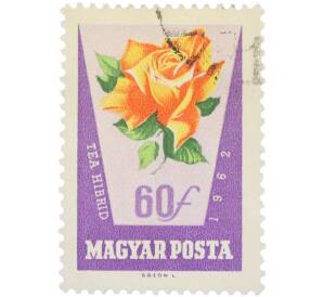 Почтовая марка 60 филлеров 1962 года Венгрия «Розы — Чайно-гибридная роза» (Авиапочта) — Фото №1