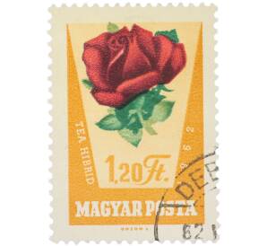 Почтовая марка 1.20 форинта 1962 года Венгрия «Розы — Чайно-гибридная роза» (Авиапочта) — Фото №1