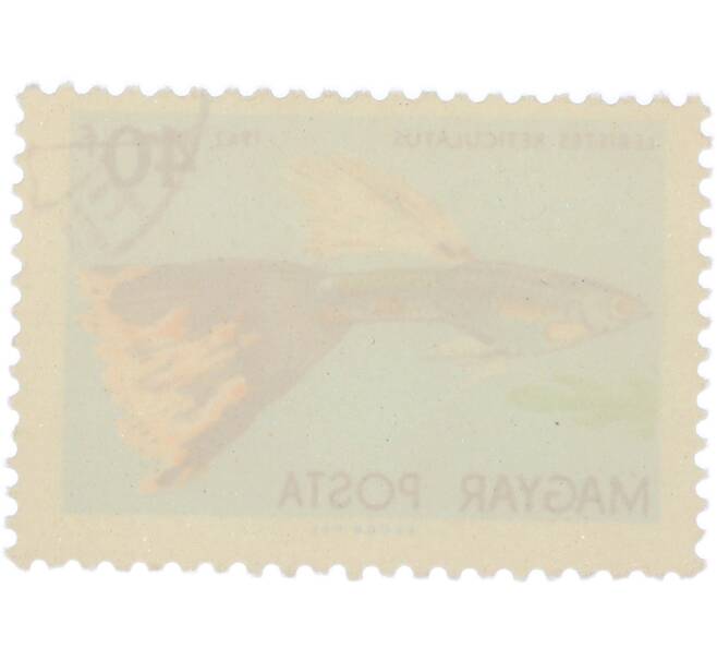 Почтовая марка 40 филлеров 1962 года Венгрия «Аквариумные рыбы — Гуппи» (Артикул: K12-93259) — Фото №2