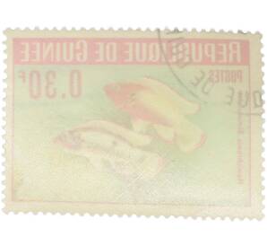 Почтовая марка 0.30 франка 1964 года Гвинея «Аквариумные рыбы — Хемихромис двухпятнистый»