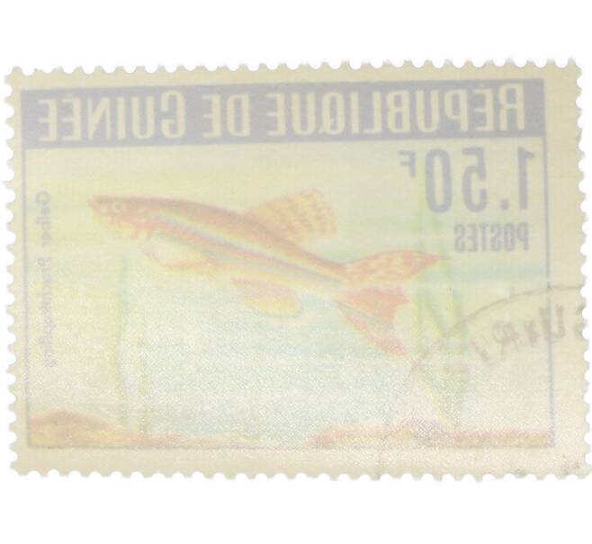 Почтовая марка 1.50 франка 1964 года Гвинея «Аквариумные рыбы — Афиосемион Кортхаус» (Артикул: K12-93291) — Фото №2