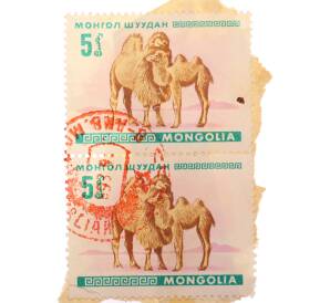 Сцепка из двух марок 5 мунгу 1968 года Монголия «Сельское хозяйство и фауна — Двугорбые верблюды» — Фото №1