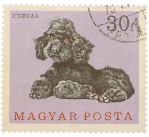 Почтовая марка 30 филлеров 1967 года Венгрия «Собаки — Пудель» — Фото №1