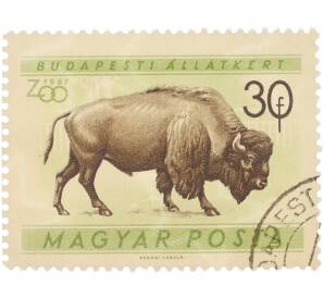 Почтовая марка 30 филлеров 1961 года Венгрия «Будапештский зоопарк — Американский бизон» — Фото №1