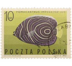 Почтовая марка 10 грошей 1967 года Польша «Рыбы коралловых рифов — Императорский ангел» — Фото №1