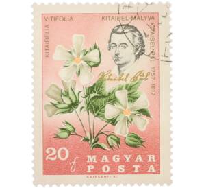 Почтовая марка 20 филлеров 1957 года Венгрия «200-летие со дня рождения Пауля Китайбеля — Китайбелия виноградолистная» — Фото №1