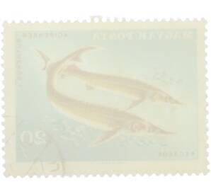 Почтовая марка 20 филлеров 1954 года Венгрия «Рыбы — Стерлядь» — Фото №2