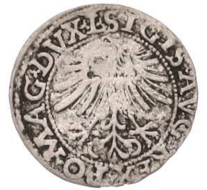 1/2 гроша 1562 года Литва — Фото №2